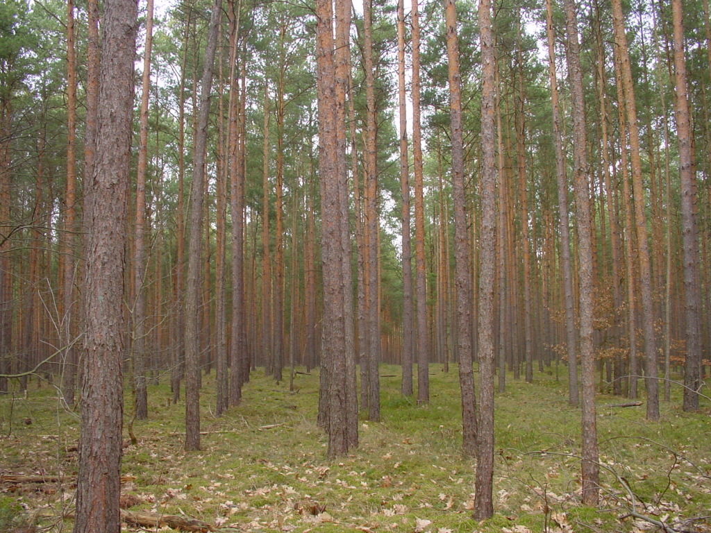 kiefernwald
